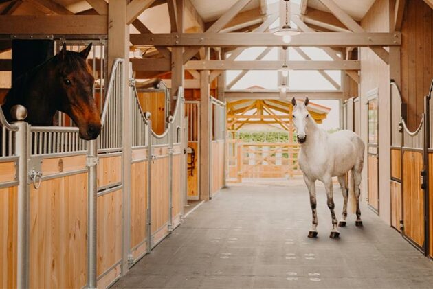 Barn bois modèle ossature HORSE'STABLE – Image 4