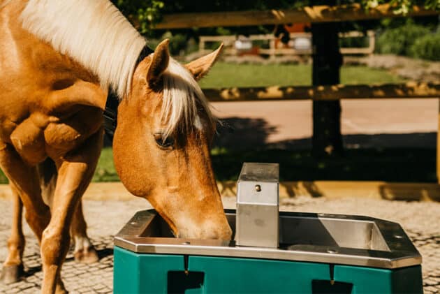 Abreuvoir chevaux antigel Calormax – Image 2