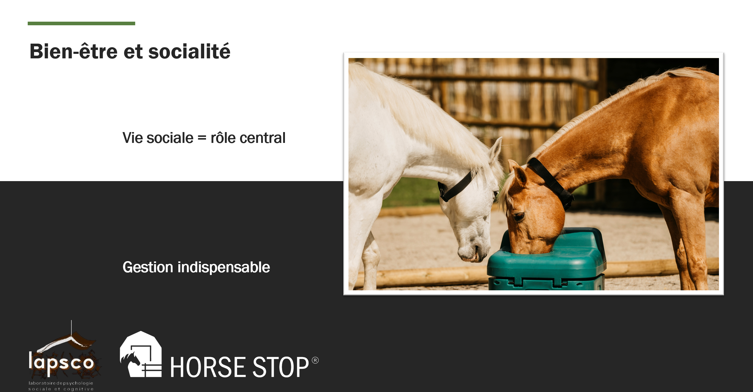 Bien-être et socialité des chevaux